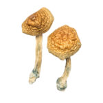 Golden Mammoth mushrooms