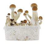 Golden Teacher Mushrooms Grow-kit For Sale Europe