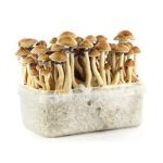 Panama Mushrooms Grow-kit For Sale Europe