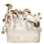 Thai Mushrooms Grow-kit For Sale Europe