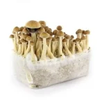 Penis Envy Mushrooms Grow-Kit For Sale Europe