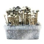 Copelandia Hawaiian Mushrooms Growing Kit For Sale Europe